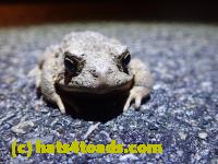 /home//u458753944/public_html/sourcegallery////Roxborough Toad Detour/2022/2022-03-07/P3070847.JPG